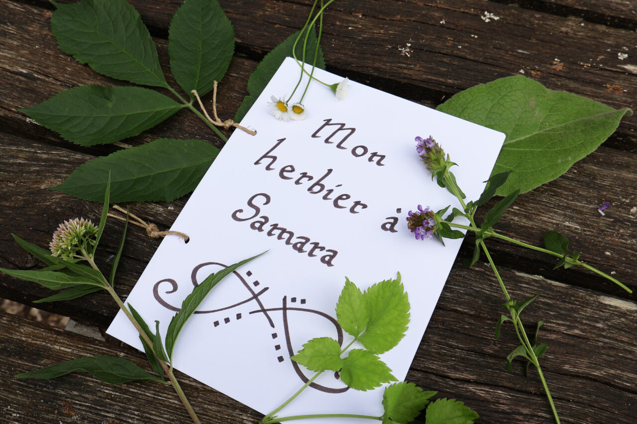 herbier